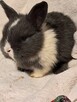 Baranki niebieskie mini lop