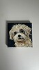 Obrazek 10x10 śliczny piesek rasy Shih tzu - 8