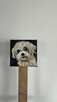 Obrazek 10x10 śliczny piesek rasy Shih tzu - 3
