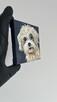Obrazek 10x10 śliczny piesek rasy Shih tzu - 4