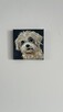 Obrazek 10x10 śliczny piesek rasy Shih tzu - 6