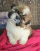 Szczeniaki Shih tzu , tri color