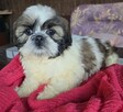 Suczka Shih tzu ,tri color - 2
