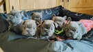 Buldog francuski BLUE niebieski szczeniak suczka pies piesek - 5
