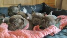 Buldog francuski BLUE niebieski szczeniak suczka pies piesek - 6