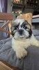 Suczka Shih tzu ,tri color - 11