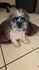 Suczka Shih tzu ,tri color - 12