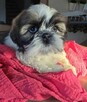Suczka Shih tzu ,tri color - 5