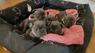 Buldog francuski BLUE niebieski szczeniak suczka pies piesek - 4