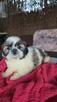Suczka Shih tzu ,tri color - 13