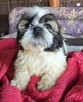 Suczka Shih tzu ,tri color - 9