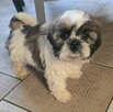 Suczka Shih tzu ,tri color - 7