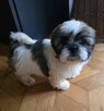 Suczka Shih tzu ,tri color - 6