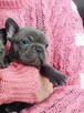 Buldog francuski BLUE niebieski szczeniak suczka pies piesek - 2