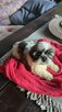 Suczka Shih tzu ,tri color - 14
