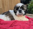Suczka Shih tzu ,tri color - 10