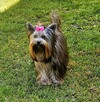 Śliczna sunia Yorkshire Terrier. Rodzice badania DNA. - 2