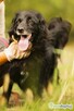 DISEL - w typie mini flat coated retriver szuka domu