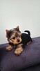 Piękna Malutka Sunia yorkshire terrier
