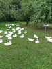 Gęsi prosto od rolnika rasy Kołudzka Podlaskie ekologiczne - 3