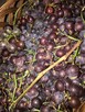 winogrono ciemne na wino - 2