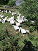 Gęsi prosto od rolnika rasy Kołudzka Podlaskie ekologiczne - 4