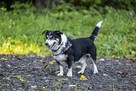 Niskopodwoziowy Misiek szuka domu! - 3