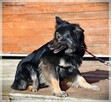 Aisza – bardzo miła sunia z bagażem szuka spokojnego domu - 7