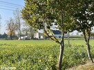 Działka, 1 450 m², Szczepanowo - 10