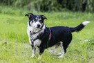 Niskopodwoziowy Misiek szuka domu! - 4