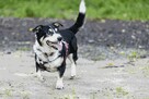 Niskopodwoziowy Misiek szuka domu! - 8