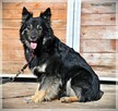 Aisza – bardzo miła sunia z bagażem szuka spokojnego domu - 4