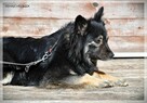 Aisza – bardzo miła sunia z bagażem szuka spokojnego domu - 9