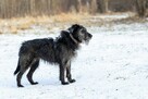 Kudłata rozczochrana Misia - 2