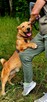 Psi senior Doggi szuka domu! - 5
