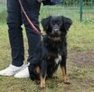 Wyjątkowy towarzyski psiak Lizak - 4