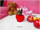 Malutka suńka York Yorkshire Terrier + Rodowód + Wyprawka - 8