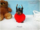 Maleńki piesek York Yorkshire Terrier z Rodowodem i Wyprawką - 5