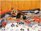 Malutka suńka York Yorkshire Terrier + Rodowód + Wyprawka - 10