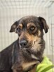 Zula-delikatna i nieco nieśmiała suczka do adopcji