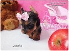 Malutka suńka York Yorkshire Terrier + Rodowód + Wyprawka