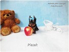 Maleńki piesek York Yorkshire Terrier z Rodowodem i Wyprawką - 6