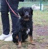 Wyjątkowy towarzyski psiak Lizak - 5
