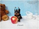 Maleńki piesek York Yorkshire Terrier z Rodowodem i Wyprawką - 3