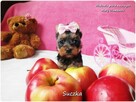 Malutka suńka York Yorkshire Terrier + Rodowód + Wyprawka - 7