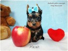 Maleńki piesek York Yorkshire Terrier z Rodowodem i Wyprawką - 4