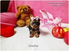 Malutka suńka York Yorkshire Terrier + Rodowód + Wyprawka - 4