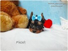 Maleńki piesek York Yorkshire Terrier z Rodowodem i Wyprawką - 7