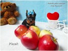 Maleńki piesek York Yorkshire Terrier z Rodowodem i Wyprawką - 2