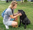 Joint-czarny piesek nadal czeka na dom-adoptuj - 11